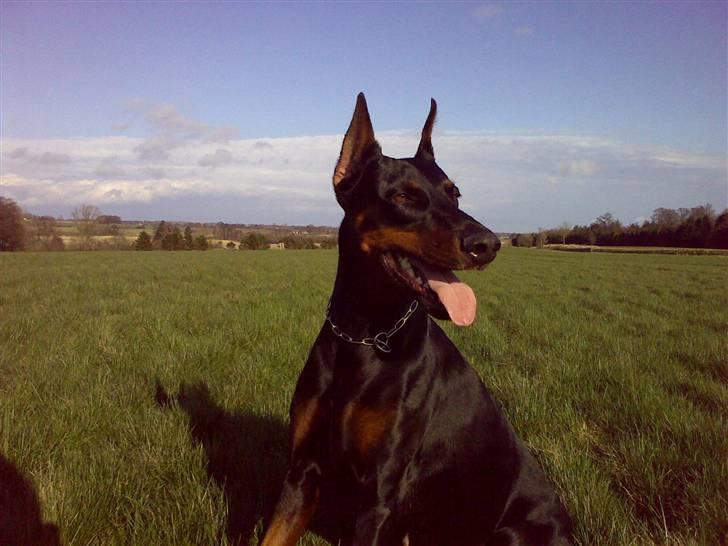 Dobermann DiaZ  Van`t Hof ter Helle billede 19