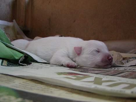 Japansk spids Suka - HER ER EN AF SUKAS DEJLIGE DRENGE. HUN BLEV MOR TIL 7 HVALPE DEN 1-8-06 :-) billede 8