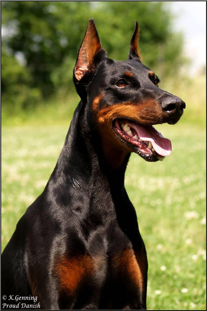 Dobermann DiaZ  Van`t Hof ter Helle - Diaz 2010 billede 20