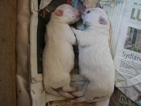 Japansk spids Suka - HER ER TO DER RIGTIG PUTTER... DET BLEV TIL 6 DRENGE OG EN PIGE :-) billede 9