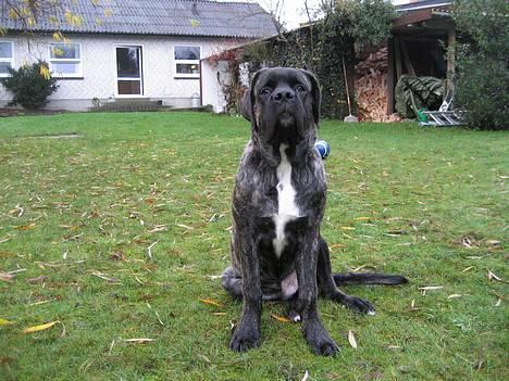 Mastiff engelsk mastiff Hogan billede 11