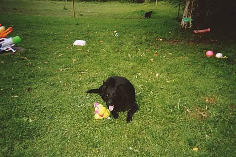 Blanding af racer Victor - Det er miiiiiin bamse! billede 8