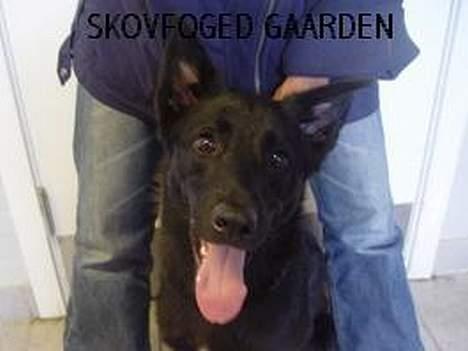 Blanding af racer Victor - Her er et billede af mig. På billedet boede jeg stadig på Dyre Værnet. Men heldigvis blev jeg købt af de søde ejere jeg har nu. Haha de kunne bare ikke ståå for mine uskyldige hundeøjne :) billede 9