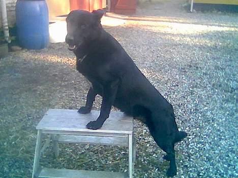 Blanding af racer Victor - Haha jeg kan godt stå på denne.. billede 10