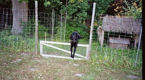 Blanding af racer Victor - weeee.. med pind i munden :D billede 11