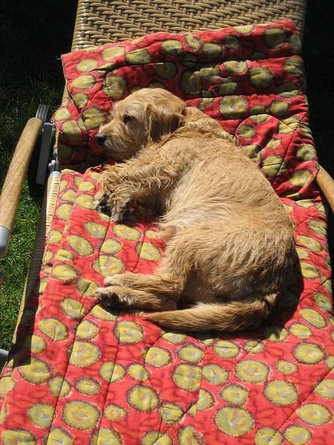 Basset fauve de bretagne Mille - hmm.. er det muligt for en hund at blive solbrændt? jeg elsker nemlig solen:D billede 15
