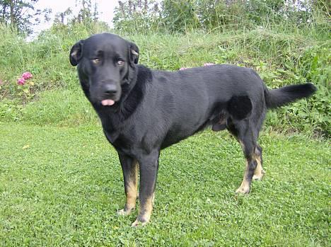 Blanding af racer Batmand - jeg kan da oss´ række tunge! billede 1