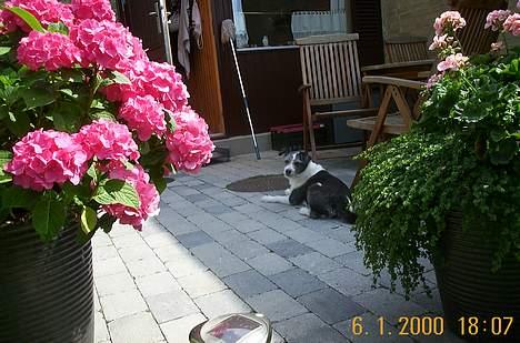 Blanding af racer Kiki billede 6