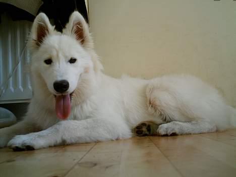 Samojedhund Igglo - Jeg er en god vagthund, ligger altid og holder vagt ved døren. billede 10