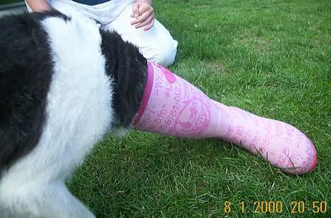 Blanding af racer Kiki - Kiki med hovedet nede i storesøster´s gummistøvle. Hun er på jagt efter en hundekiks. billede 7