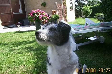 Blanding af racer Kiki - der er en fugl :) billede 10