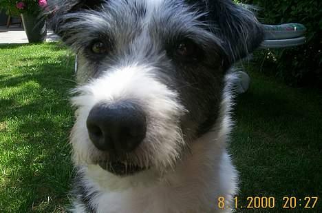 Blanding af racer Kiki billede 11