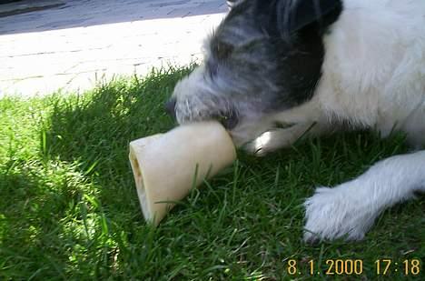 Blanding af racer Kiki - namme-nam, jeg elsker min fødselsdag. Der får jeg altid gaver der kan spises. billede 12