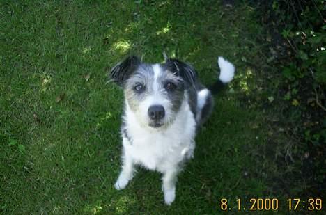 Blanding af racer Kiki billede 13