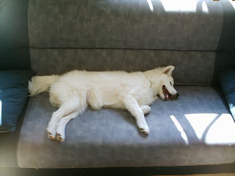 Samojedhund Igglo - Jeg er også god til at ligge og flyde på HELE sofaen... billede 12