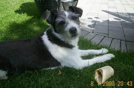 Blanding af racer Kiki - jeg er stolt af mit nye kødben billede 16