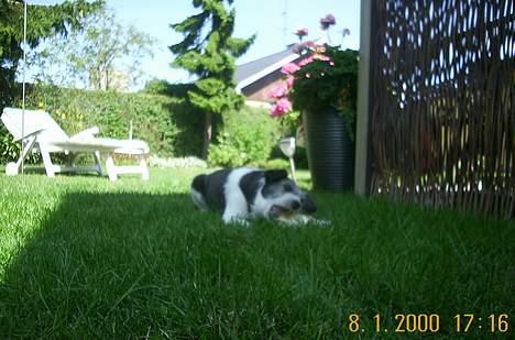 Blanding af racer Kiki billede 17