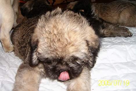 Blanding af racer Zitta billede 2