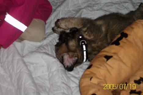 Blanding af racer Zitta billede 3