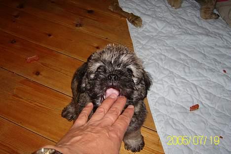 Blanding af racer Zitta billede 4