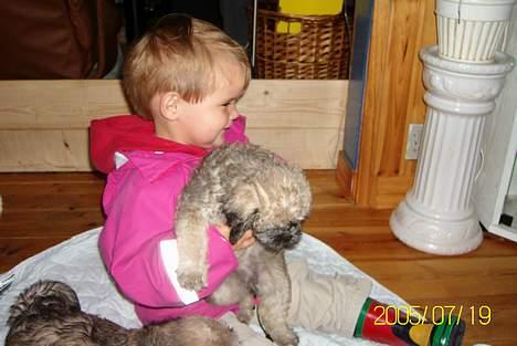 Blanding af racer Zitta billede 5