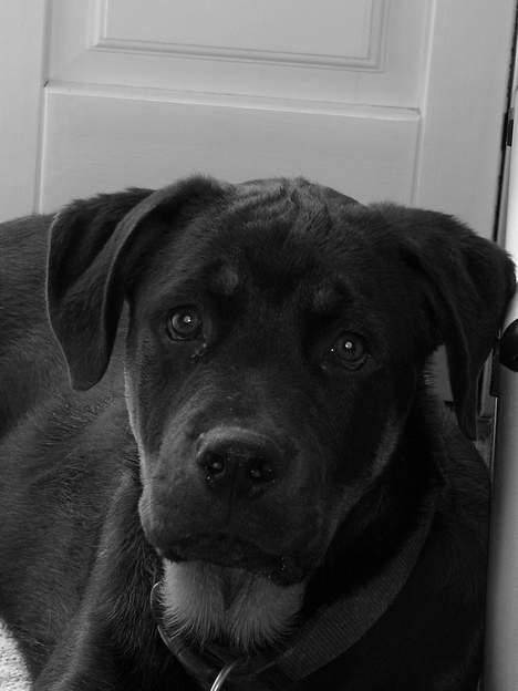 Rottweiler Qato billede 4