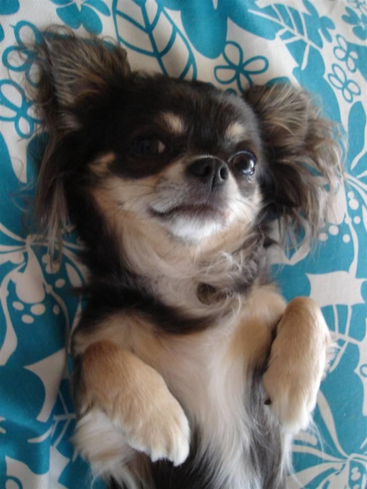 Chihuahua *Gorgeous <3* - Nu 2,8 år og smækker-lækker, hvis man skal sige det selv ;oD billede 1