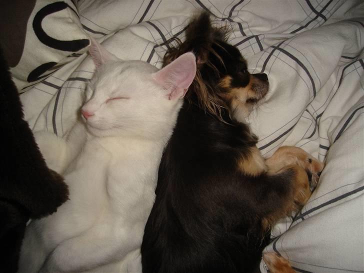 Chihuahua *Gorgeous <3* - Snooork.. billede 2