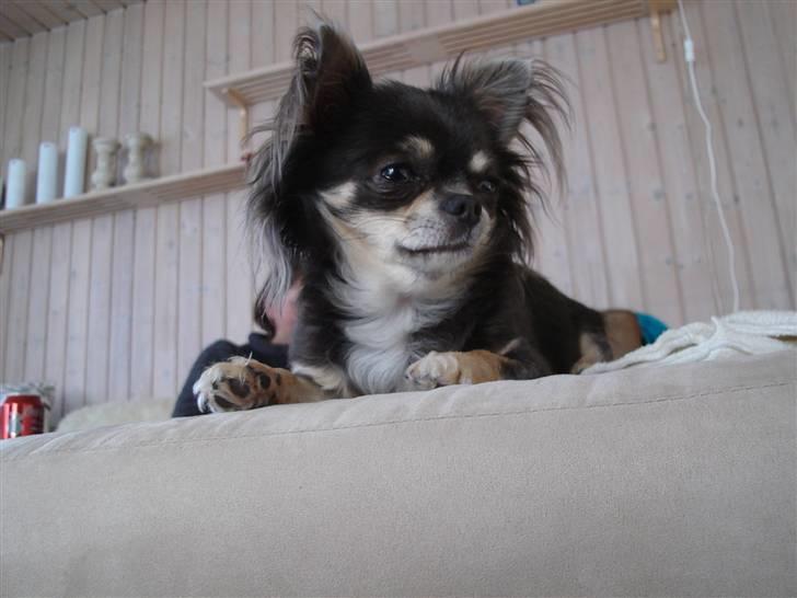 Chihuahua *Gorgeous <3* billede 3