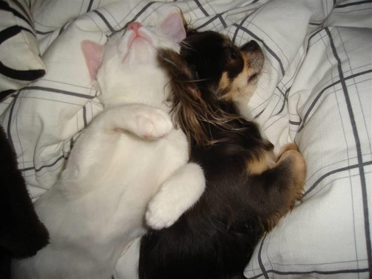 Chihuahua *Gorgeous <3* billede 4