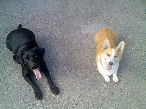 Welsh corgi pembroke Hashfan Daymond day/Molly billede 11