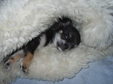 Chihuahua *Gorgeous <3* - Man eeeeeeeeeeeeeelsker sit lammeskind... billede 5