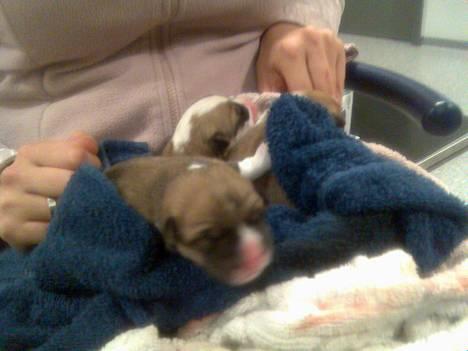 Welsh corgi pembroke Hashfan Daymond day/Molly billede 12