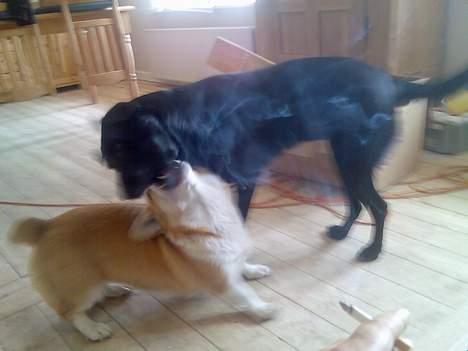 Welsh corgi pembroke Hashfan Daymond day/Molly billede 13