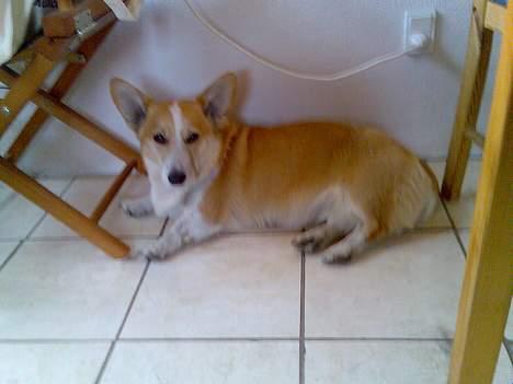 Welsh corgi pembroke Hashfan Daymond day/Molly billede 14