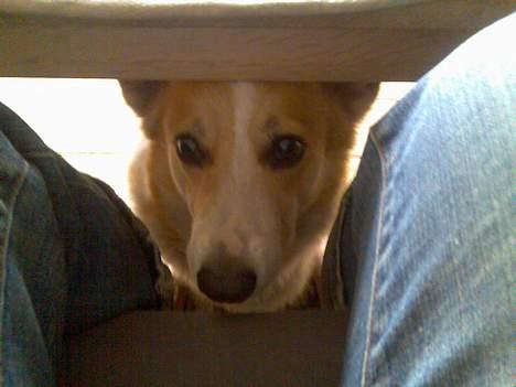 Welsh corgi pembroke Hashfan Daymond day/Molly billede 15