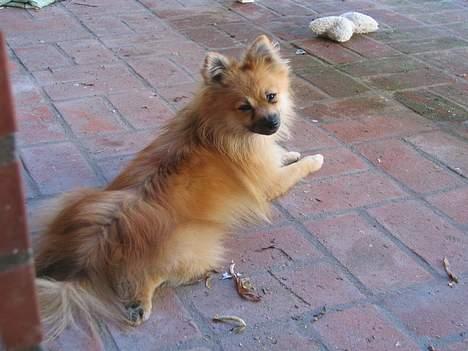 Pomeranian Loui billede 11