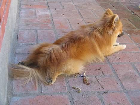 Pomeranian Loui billede 12