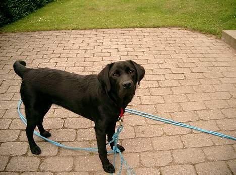 Labrador retriever Soffi<3 billede 2