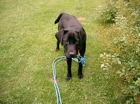 Labrador retriever Soffi<3 billede 4