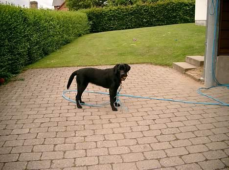 Labrador retriever Soffi<3 billede 5