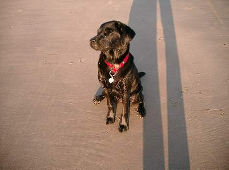 Labrador retriever Soffi<3 billede 6