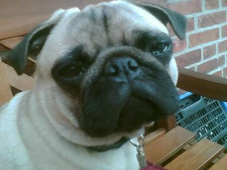 Mops Magnus *DRU* billede 3