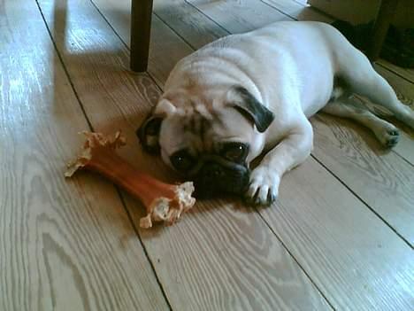 Mops Magnus *DRU* billede 4