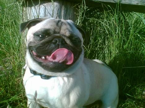 Mops Magnus *DRU* billede 5