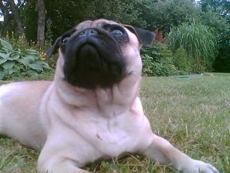 Mops Magnus *DRU* billede 6