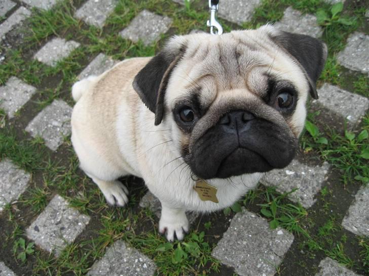 Mops Albert, Næstved - Velkommen til mit Galleri - Mit navn er Albert billede 1