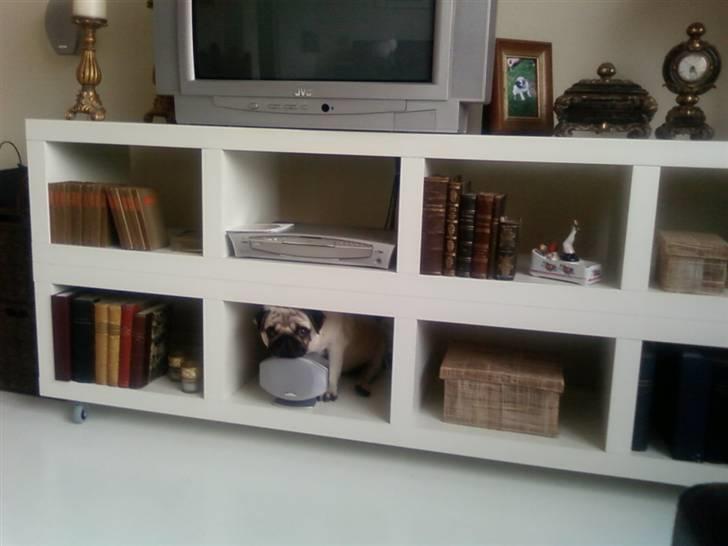 Mops Albert, Næstved - Find Mopsen....? billede 2