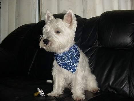 West highland white terrier Airas Milo Lucas  - Gentelman :) billede 8