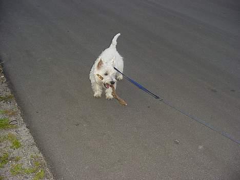 West highland white terrier Airas Milo Lucas  billede 9